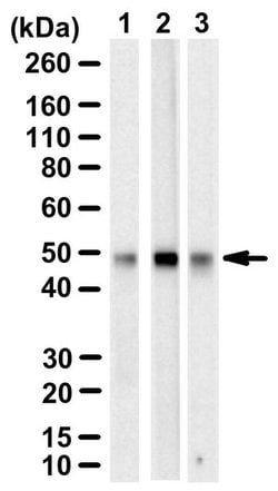 SUV39H1 Mouse anti-Monkey, Human, Clone: MG44, MilliporeSigma:Antibodies:Primary